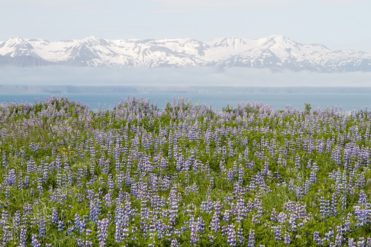 Iceland 16